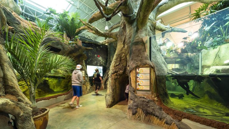 1782 zoo knoxville 1 768x432